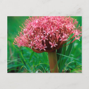 African Lily (Agapanthus Praecox), Mala Mala Postcard