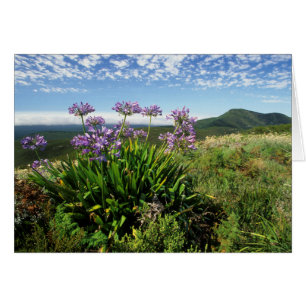 African Lily (Agapanthus praecox), Mossel Bay