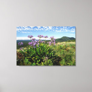 African Lily (Agapanthus praecox), Mossel Bay Canvas Print