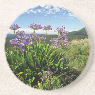 African Lily (Agapanthus praecox), Mossel Bay Coaster