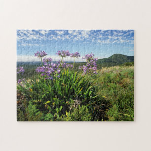 African Lily (Agapanthus praecox), Mossel Bay Jigsaw Puzzle