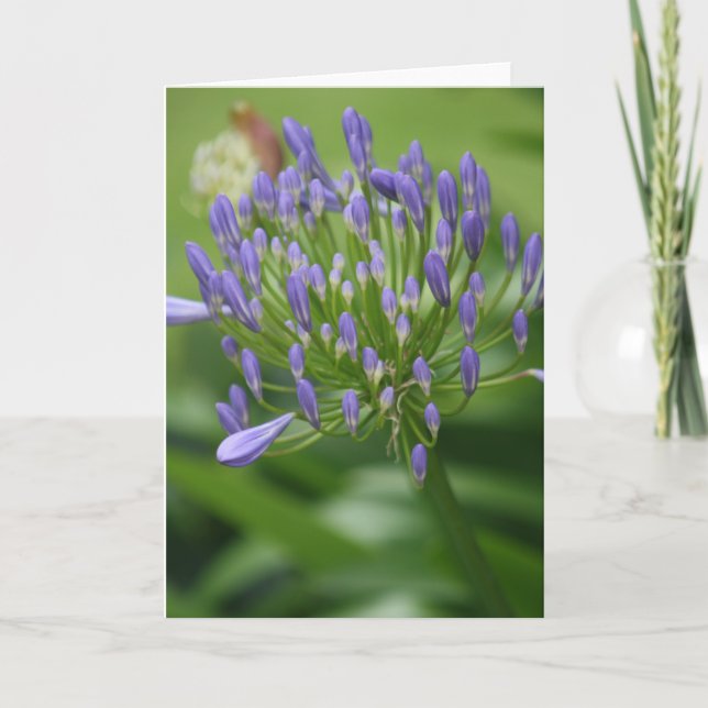 African Lily Card (Front)