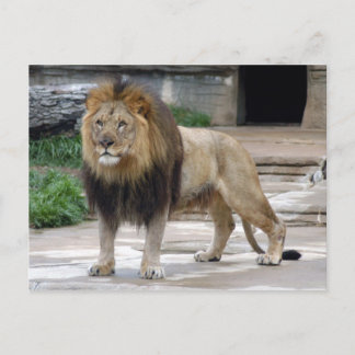 african lion4x6 postcard