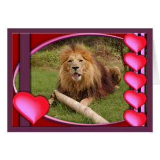 african-lion-00005-65x45