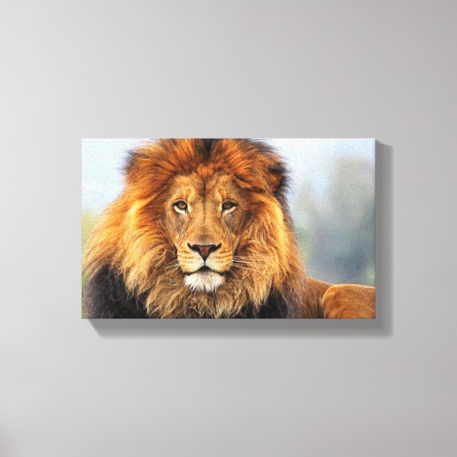 African Lion 1 Canvas Print (Front)