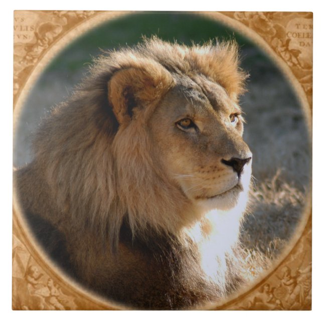 African Lion 6775e11x11fram-b Tile (Front)