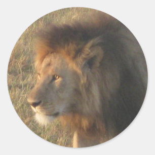 African Lion Classic Round Sticker