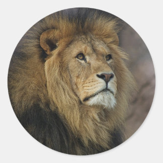 African Lion Classic Round Sticker