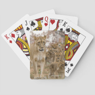 African Lion Cubs with Mother Playing Cards