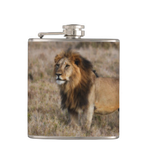African Lion Flask