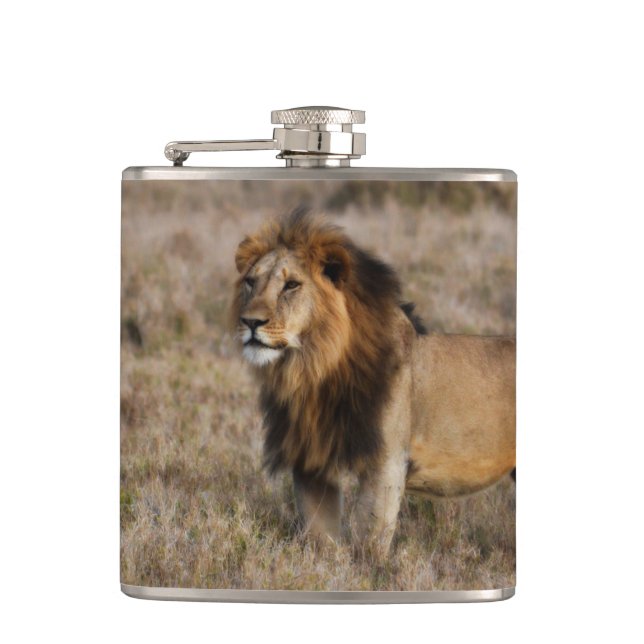 African Lion Flask (Front)