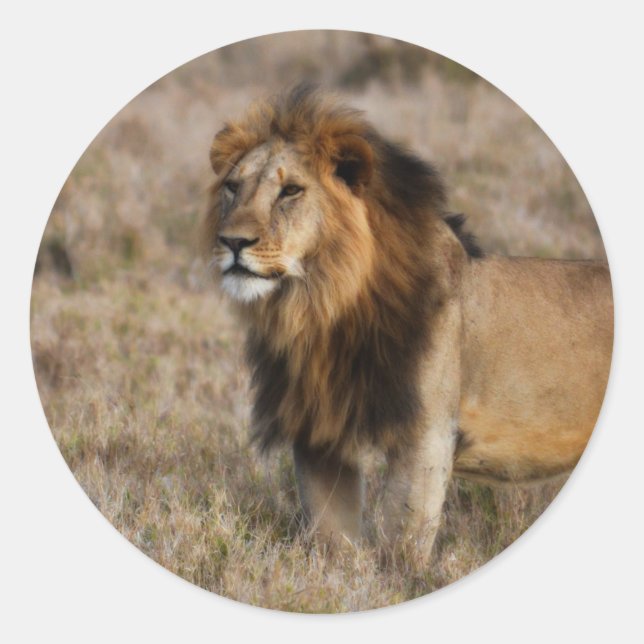 African Lion in Grass Classic Round Sticker (Front)