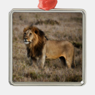 African Lion in Grass Metal Tree Decoration