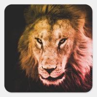 African lion in to the shadow. Strong wild animal