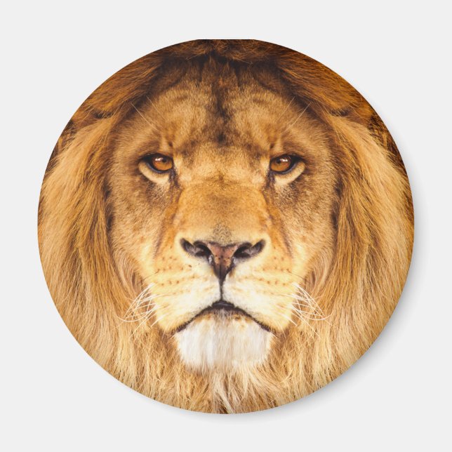 African Lion Magnet (Front)