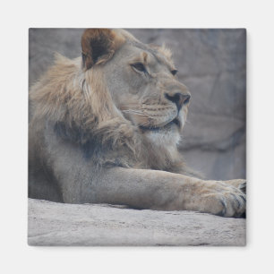 African Lion Magnet