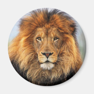 African Lion Magnet