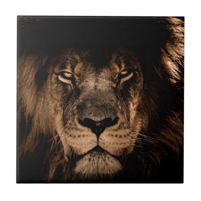 african lion mane close eyes tile (Front)