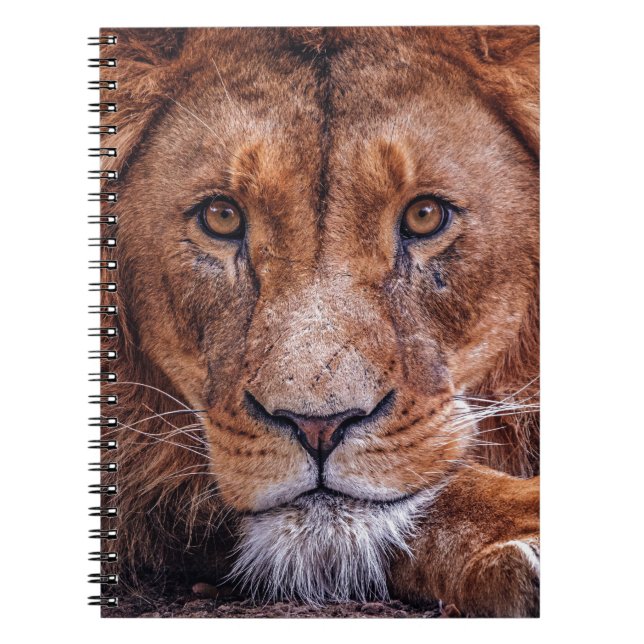 African Lion Notebook (Front)