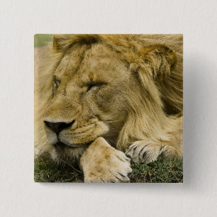 African Lion, Panthera leo, laying down asleep 15 Cm Square Badge