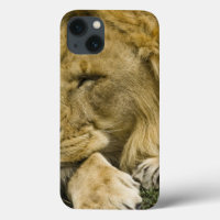 African Lion, Panthera leo, laying down asleep