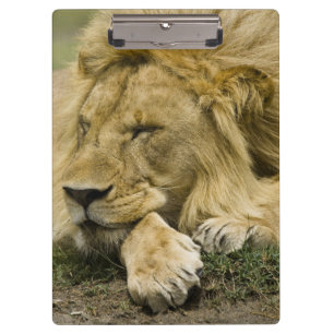 African Lion, Panthera leo, laying down asleep Clipboard