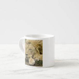 African Lion, Panthera leo, laying down asleep Espresso Cup
