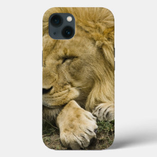 African Lion, Panthera leo, laying down asleep iPhone 13 Case
