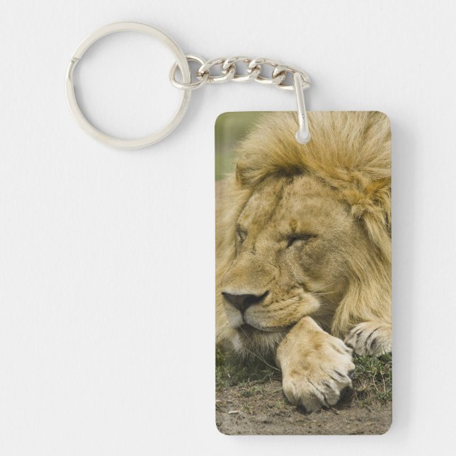 African Lion, Panthera leo, laying down asleep Key Ring (Front)