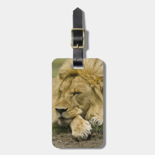 African Lion, Panthera leo, laying down asleep Luggage Tag