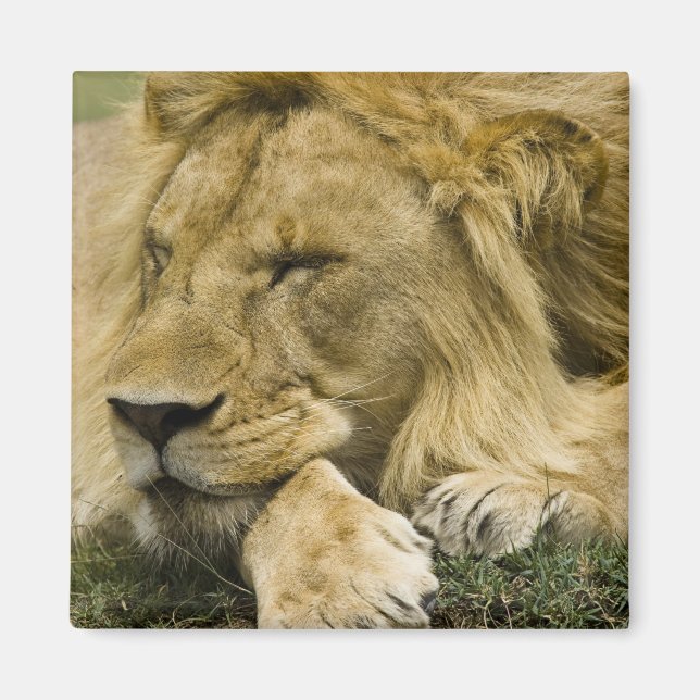 African Lion, Panthera leo, laying down asleep Magnet (Front)