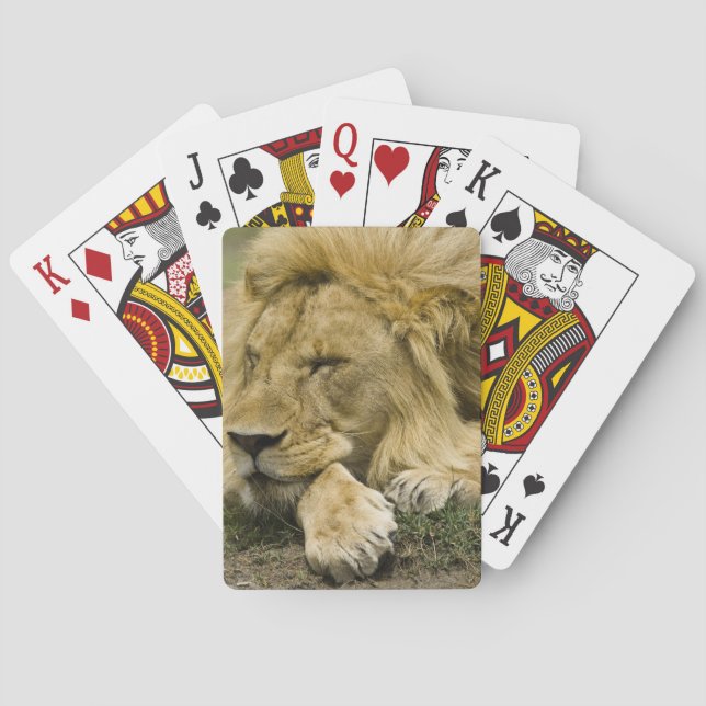 African Lion, Panthera leo, laying down asleep Playing Cards (Back)
