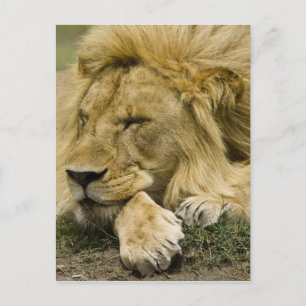African Lion, Panthera leo, laying down asleep Postcard