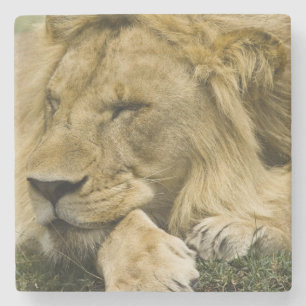 African Lion, Panthera leo, laying down asleep Stone Coaster