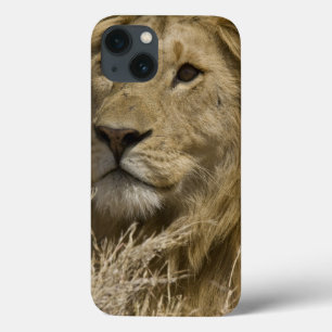 African Lion, Panthera leo, Portrait of a iPhone 13 Case