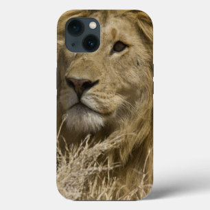 African Lion, Panthera leo, Portrait of a iPhone 13 Case