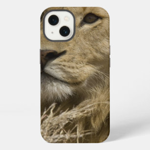 African Lion, Panthera leo, Portrait of a iPhone 13 Case