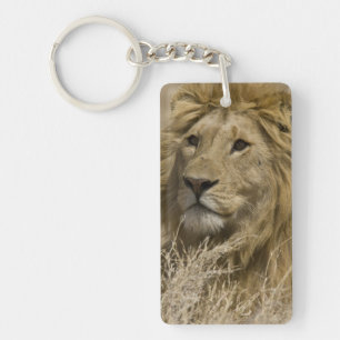 African Lion, Panthera leo, Portrait of a Key Ring