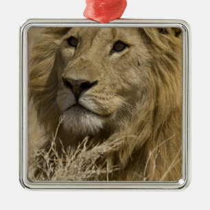 African Lion, Panthera leo, Portrait of a Metal Tree Decoration