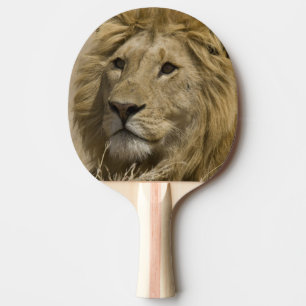 African Lion, Panthera leo, Portrait of a Ping Pong Paddle