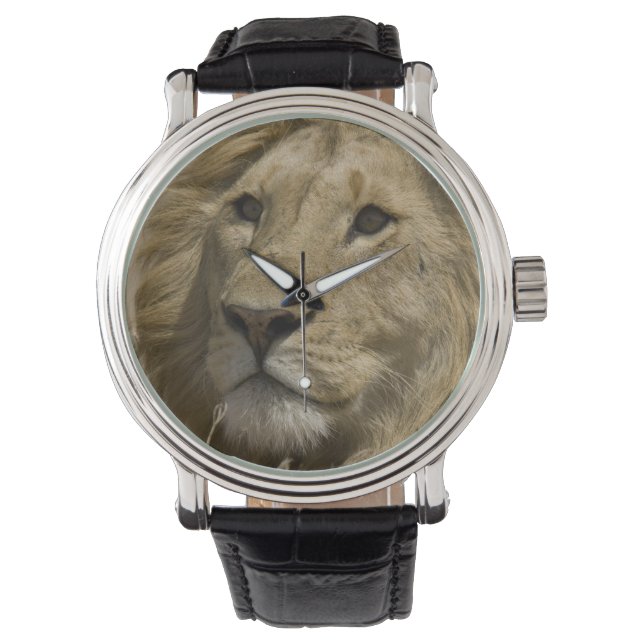 African Lion, Panthera leo, Portrait of a Watch (Front)