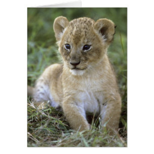 African lion, Panthera leo), Tanzania,