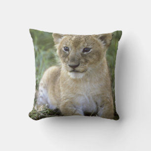 African lion, Panthera leo), Tanzania, Cushion