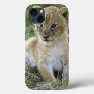African lion, Panthera leo), Tanzania, iPhone 13 Case