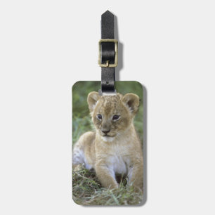 African lion, Panthera leo), Tanzania, Luggage Tag