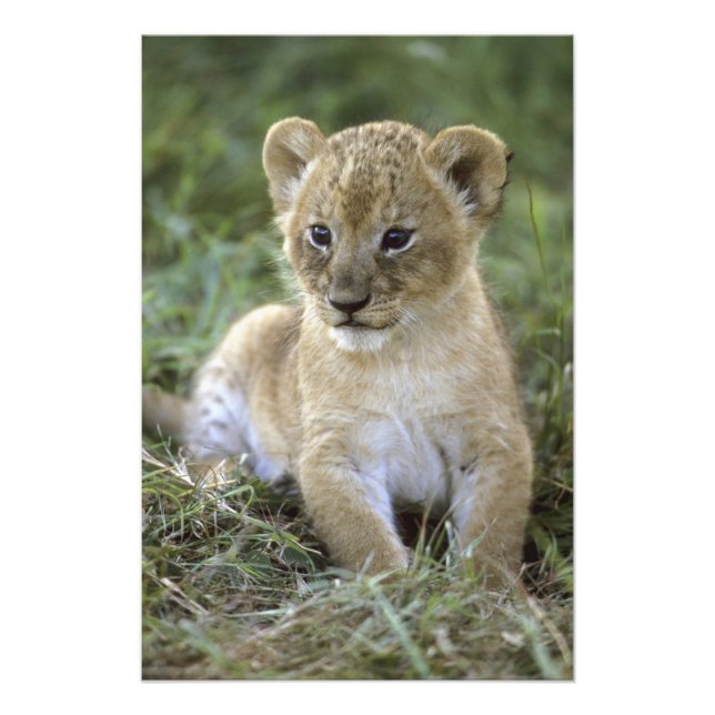 African lion, Panthera leo), Tanzania, Photo Print (Front)