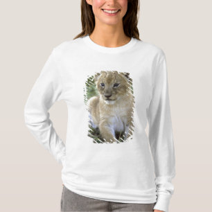 African lion, Panthera leo), Tanzania, T-Shirt