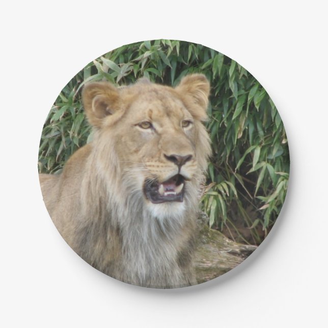 African Lion Paper Plate (Front)