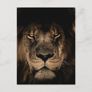 African Lion Postcard