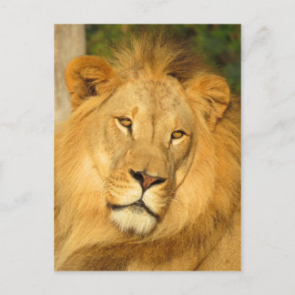 African Lion Postcard